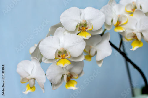 white orchid on blue background. isolated branch