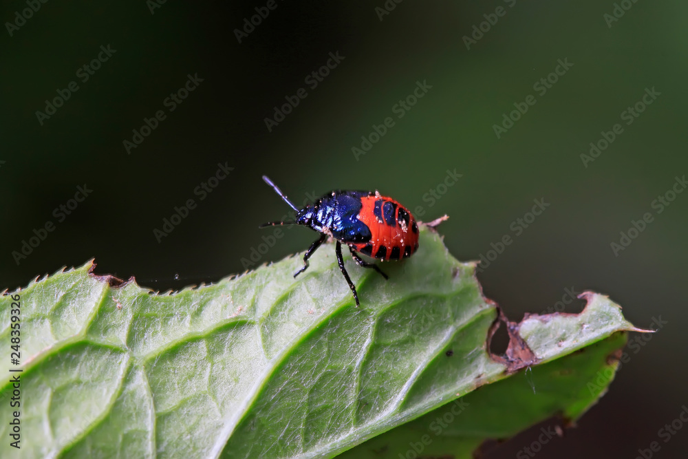 Naklejka premium stinkbug on plant