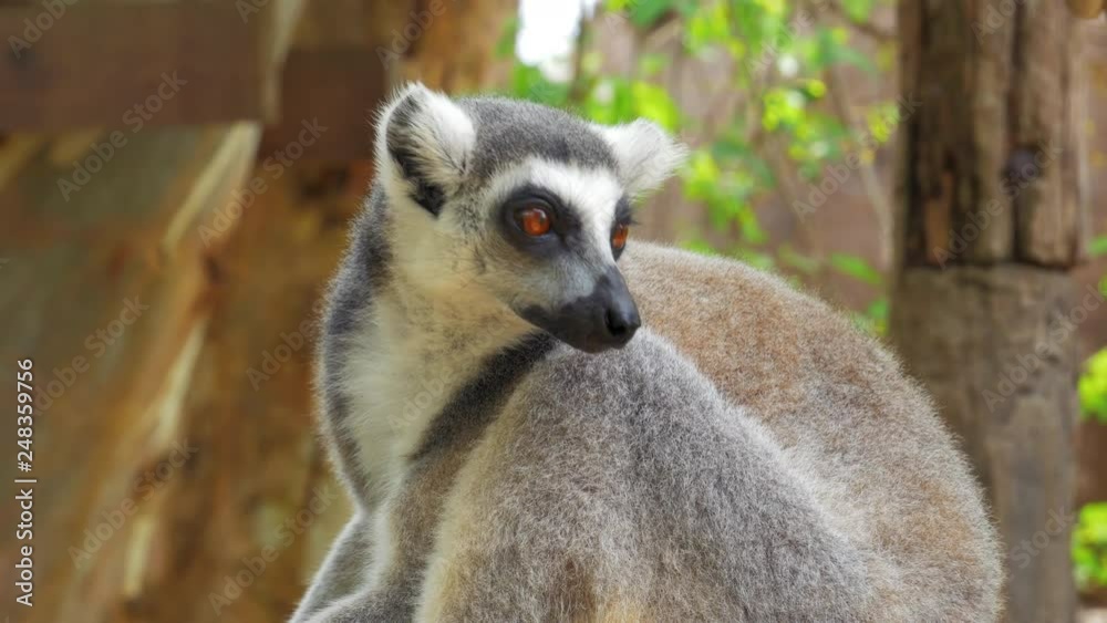 Close up Ring-tailed lemur Portrait in nature it is large strepsirrhine primate and most recognized lemur due to its long, black and white ringed tail.