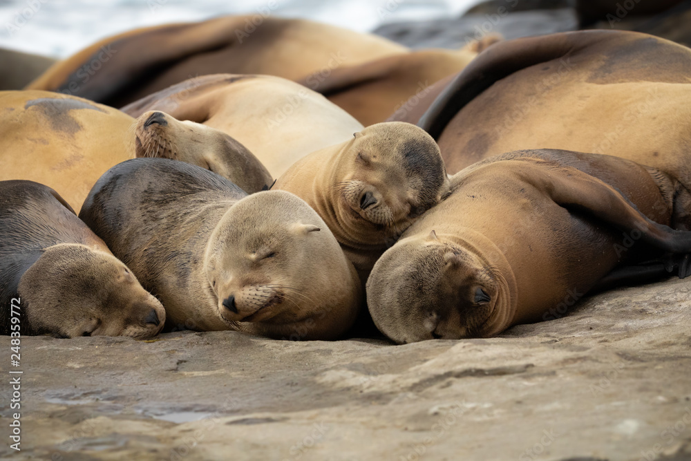 Fototapeta premium Baby Sea Lion Pups sleeping on the rocks