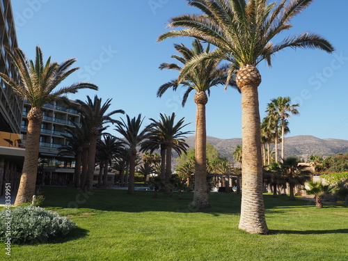 landscape garden hotel resorts beautiful tree palm, traditional decoration