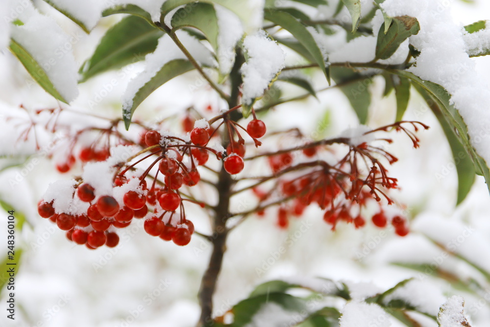 日本の冬 お寺の境内に咲いた赤い南天に雪が降り積もる Stock 写真 Adobe Stock