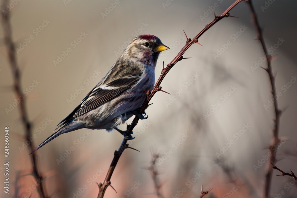 Common redpoll in a close up Common redpoll in a close up