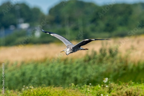 Flying grey heron on the west coast in Sweden © Tommy