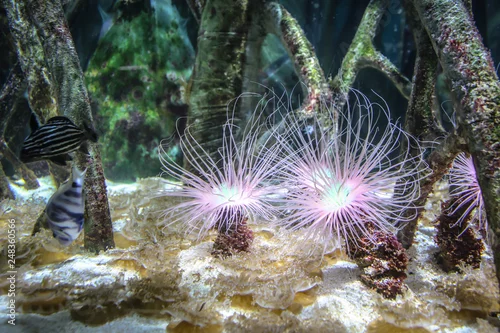 Obraz Beautiful anemone and fish on a coral reef
