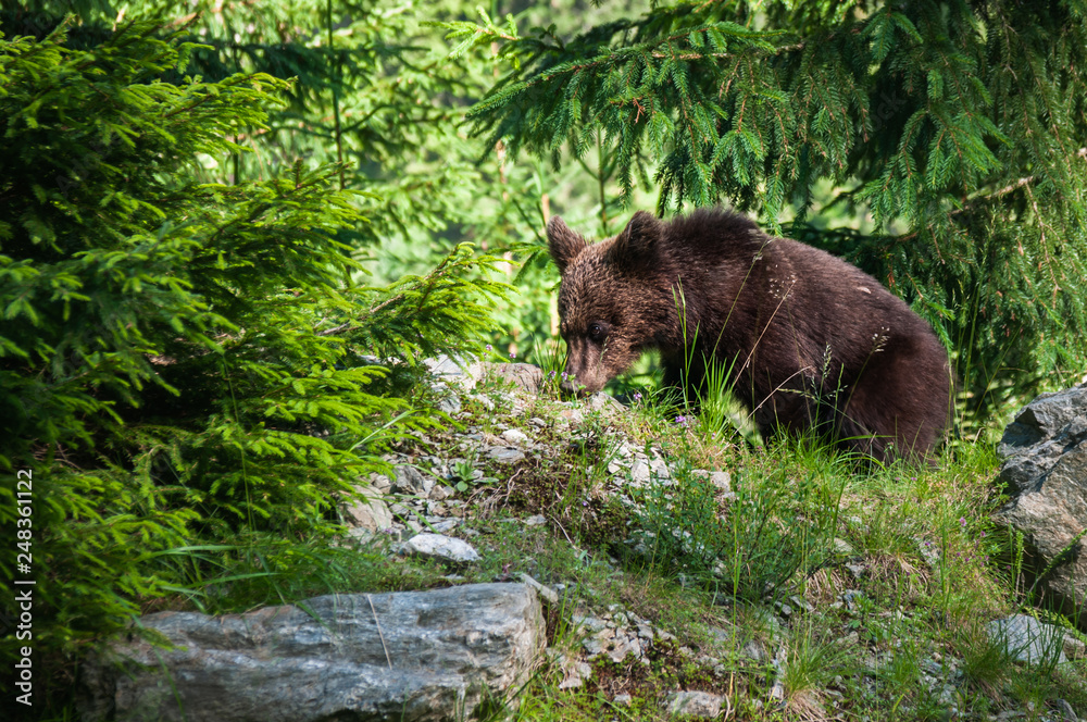 Brown bear cub in Romanian forest with green pine trees and vegitiation near Transfagarasan Romania Brown bear cub in Romanian forest with green pine trees and vegitiation near Transfagarasan Romania