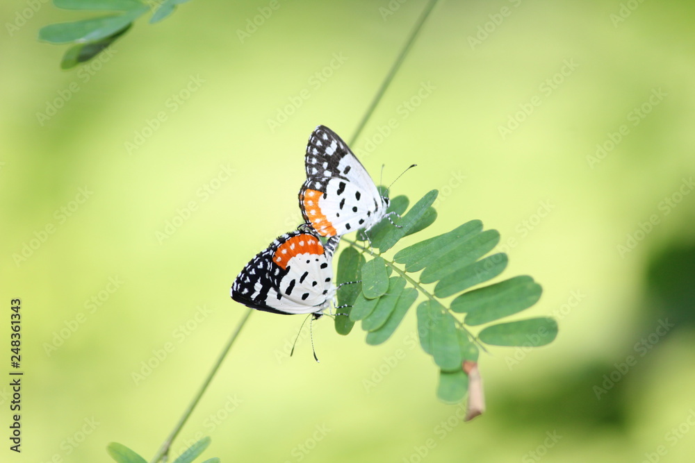 Fototapeta premium Butterflies mating