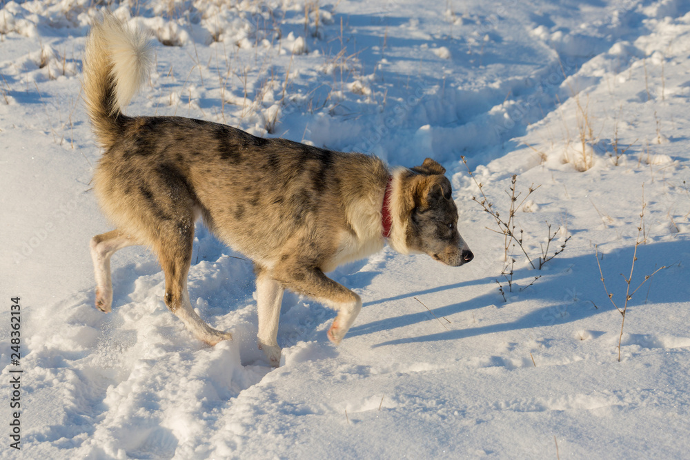 Naklejka premium Dogs play in the snow in winter, Beautiful portrait of a pet on a sunny winter day