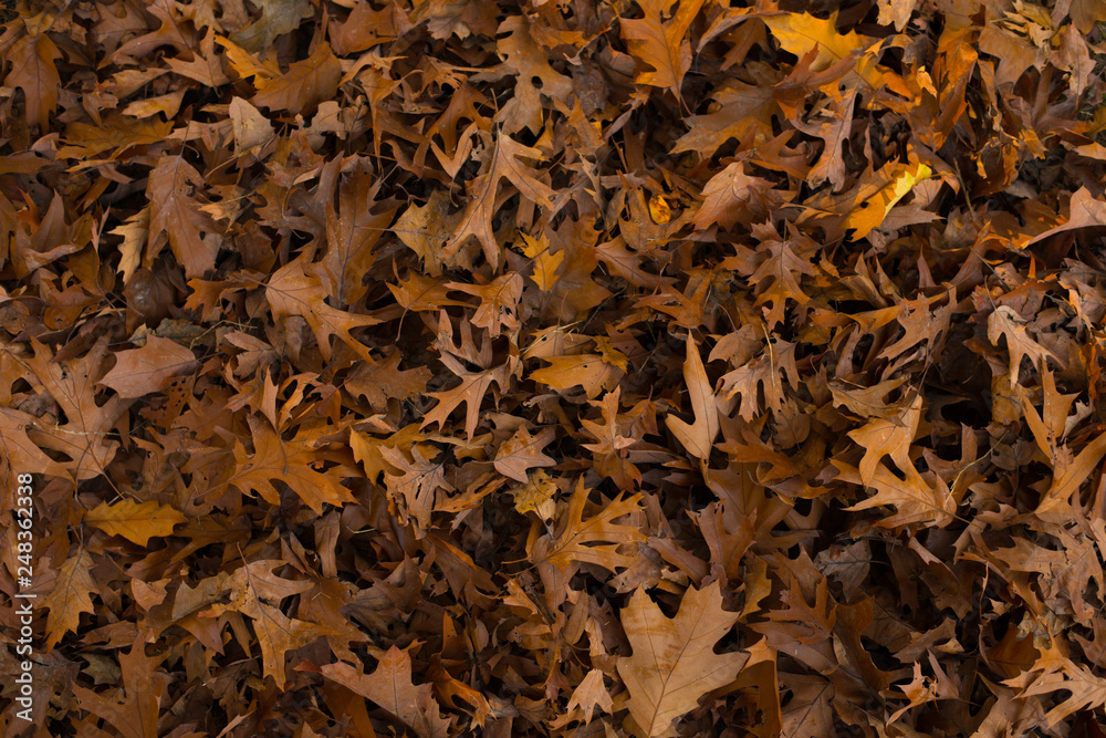 autumn leaves background