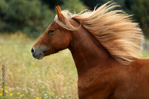 beautiful brown welsh pony with long blond mane gallop on green meadow 