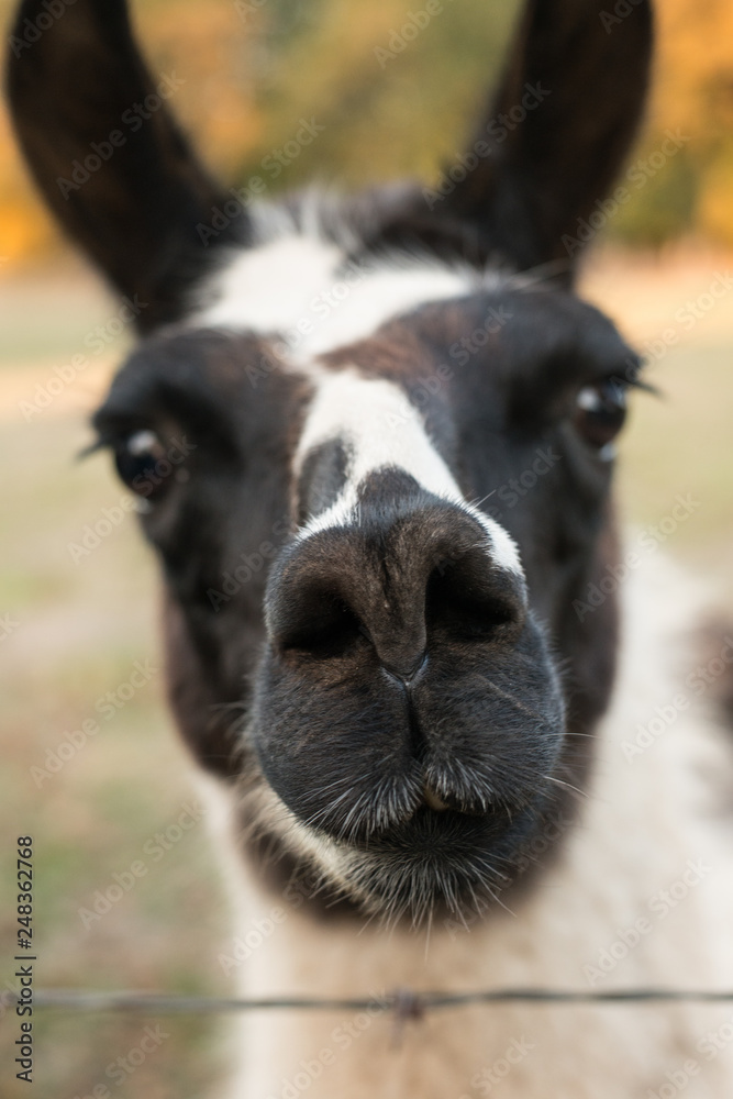 Obraz premium Llama Closeup