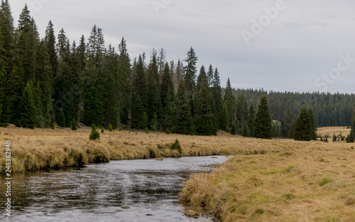 Fototapeta Naklejka Na Ścianę i Meble -  River flowing through a densely wooded area and bog