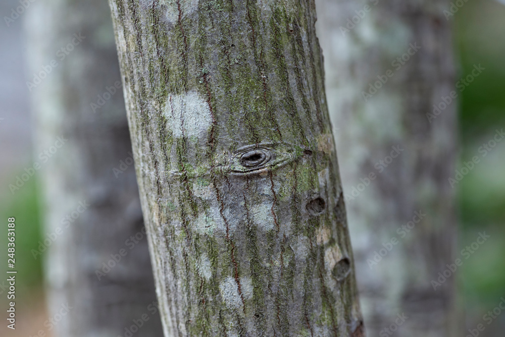 Fototapeta premium lichen on trunk of a tree
