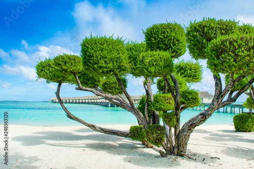 Fototapeta Naklejka Na Ścianę i Meble -  Tropical trees on a sandy beach on the shores of the Indian Ocean