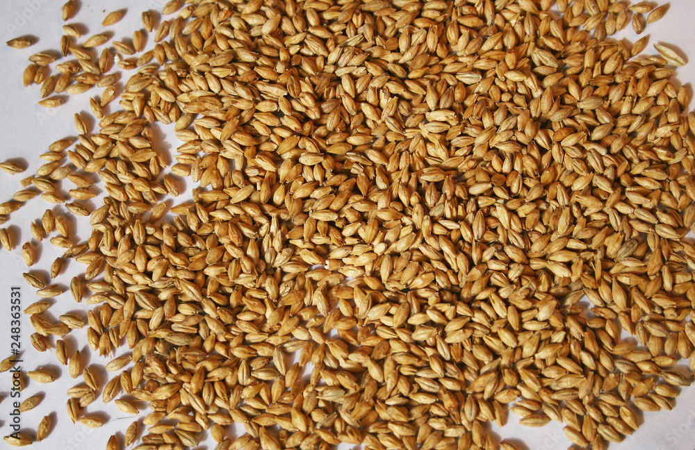 Obraz premium Malt seeds on white closeup