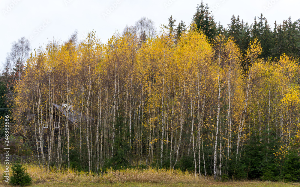 Cabin hidden behind a wall of beautiful birch trees in full autumn colors