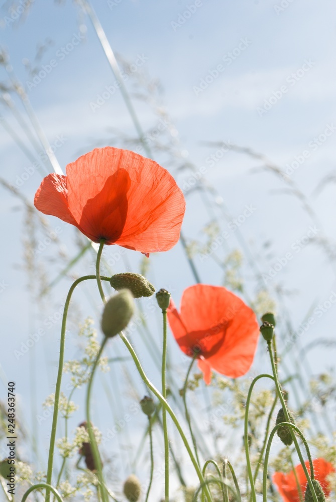 Obraz premium mohnblumen