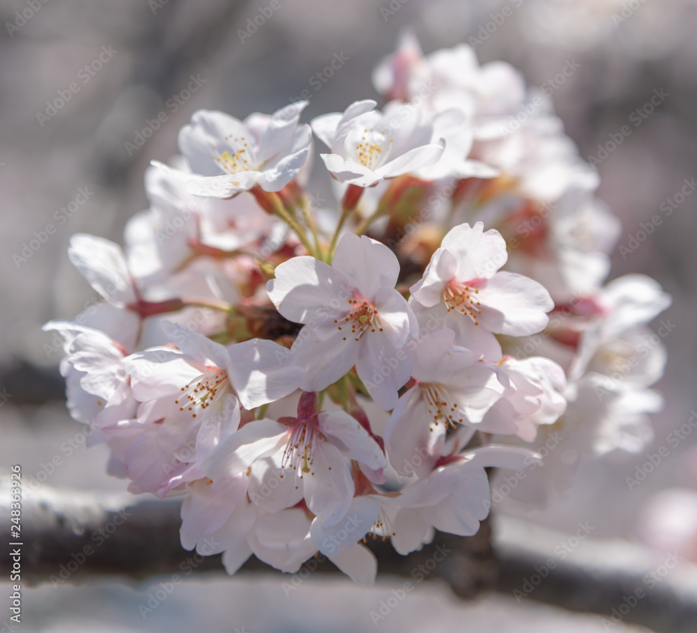 Fototapeta premium Cherry blossom full bloom in spring season.
