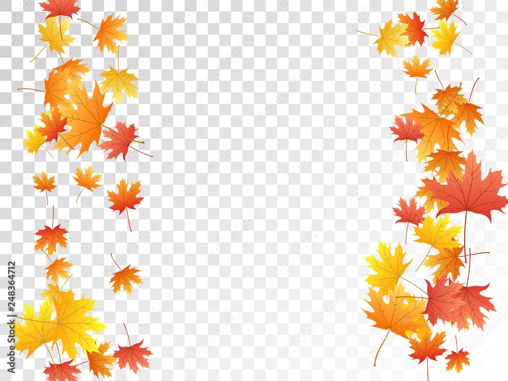 Maple leaves vector illustration, autumn foliage on transparent background. Maple leaves vector illustration, autumn foliage on transparent background.
