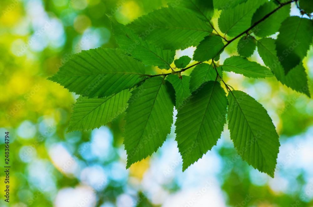 green leaves on the green backgrounds green leaves on the green backgrounds