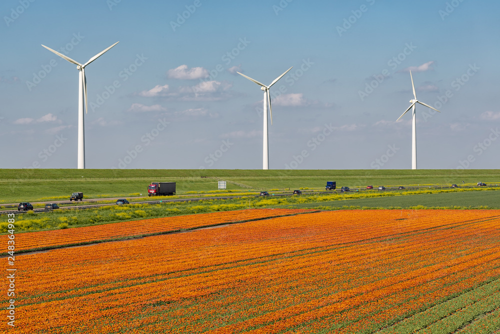 Dutch tulip field along freeway A6 between Lelystad and Emmeloord