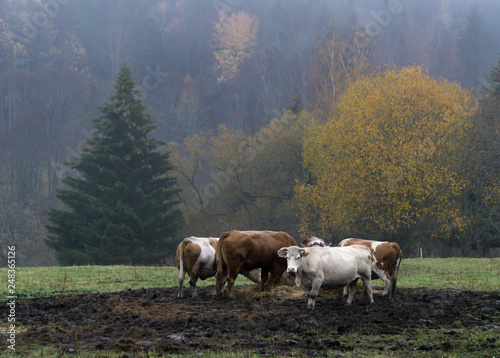 Cows in a field in the Sumava National Park