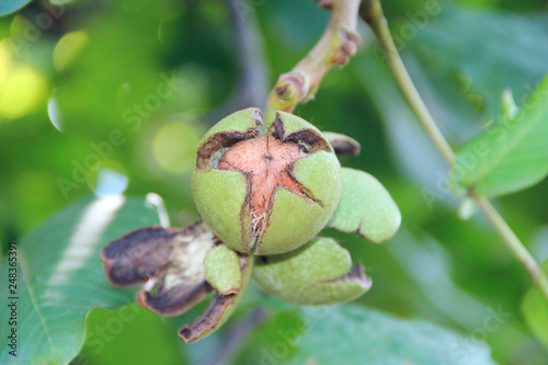 Juglans regia fruit ripening among green foliage on tree. Nut growing on branch