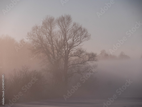 Baum im Nebel bei abendlichem Sonnenlicht