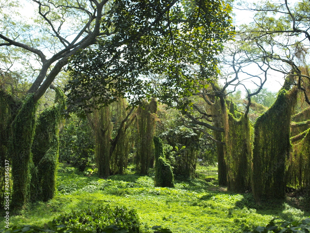 Havana, Cuba - June 21, 2018: The forest of la Havana, with green vegetation and high humidity. Havana, Cuba - June 21, 2018: The forest of la Havana, with green vegetation and high humidity.