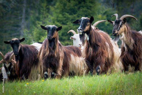 portrait of domestic goat