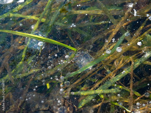 Methane gas bubbles trapped in ice and green gras underwater at lake