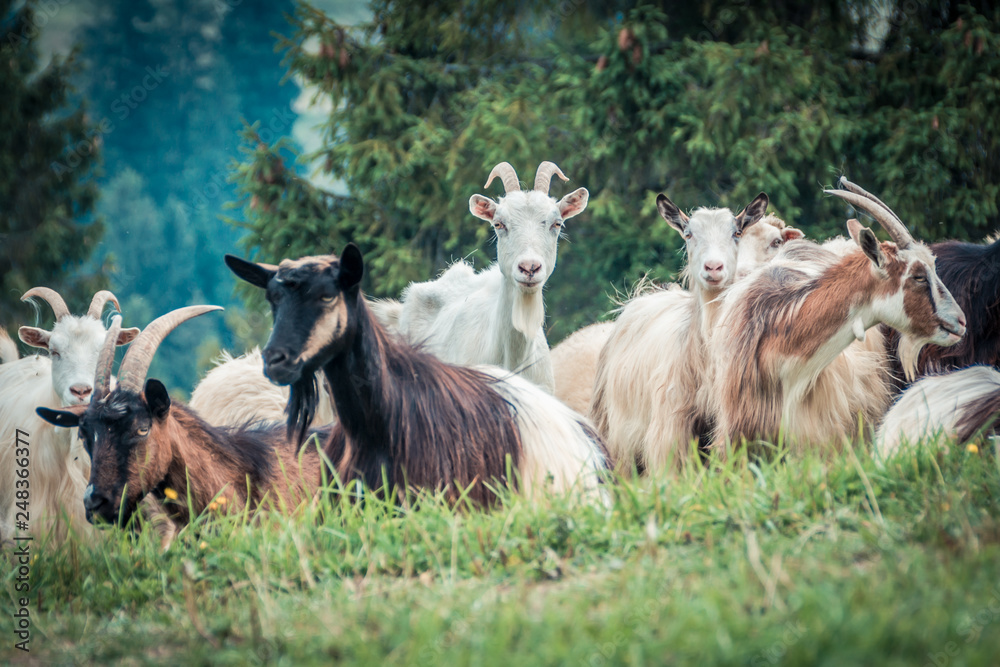 Fototapeta premium portrait of domestic goat