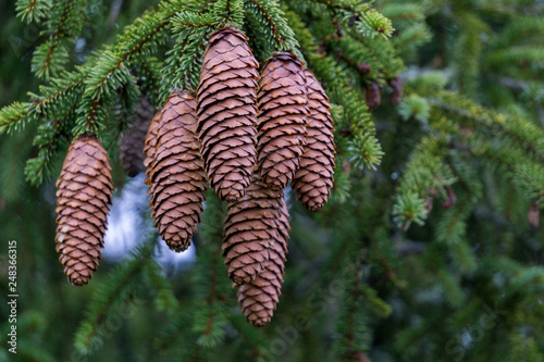 Close up of spruce cones