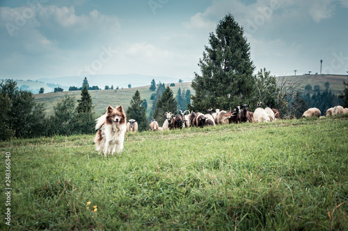 shepherd's dog on the pasture
