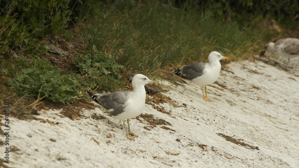 Obraz premium SONY DSC