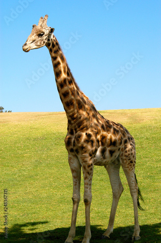 Single male giraffe stands under the shade of a large tree on a grassy hill. 