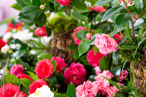 Selrcted garden camellia flower