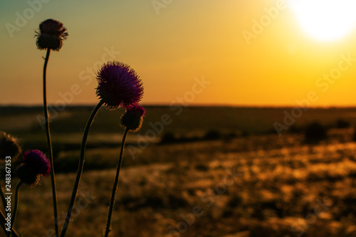 blooming bush thistle on the background of the sunset sky.