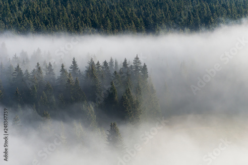 Early morning mist sweeping across a forest in the Sumava National Park