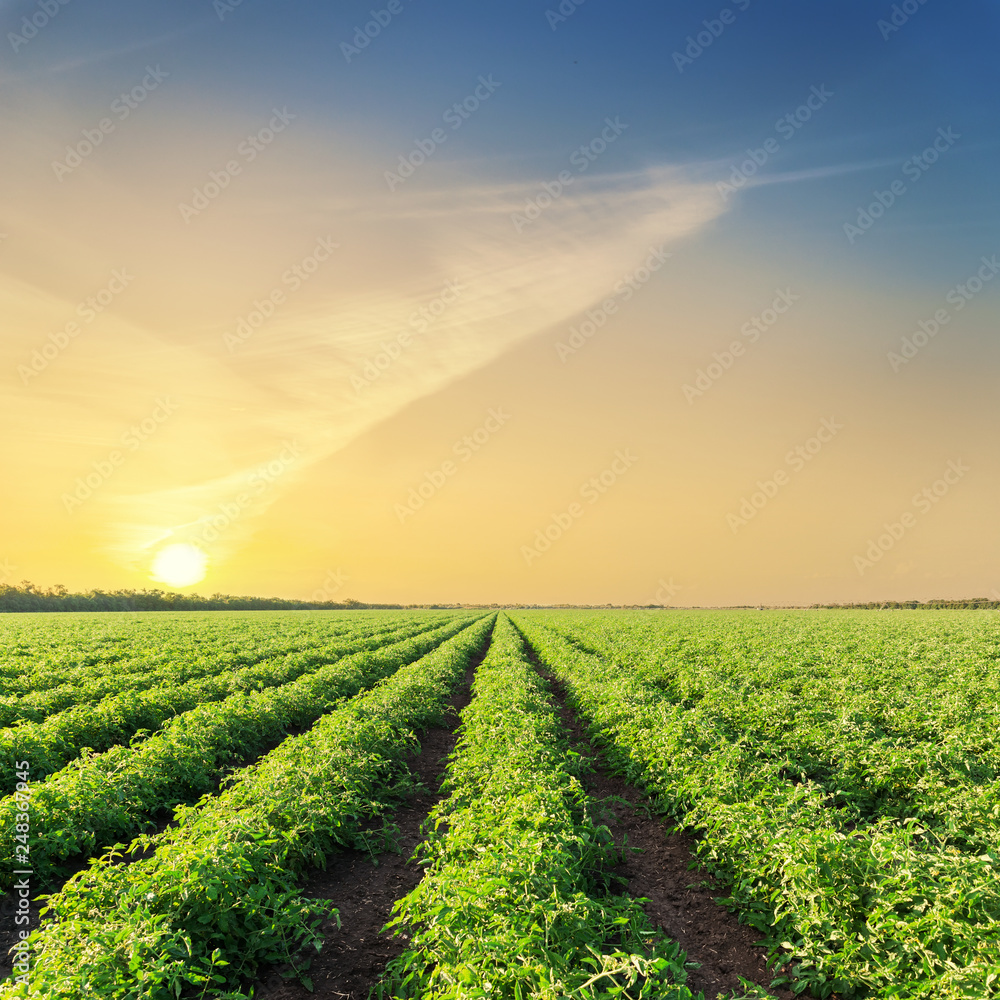 sunset over green agriculture field with tomatoes