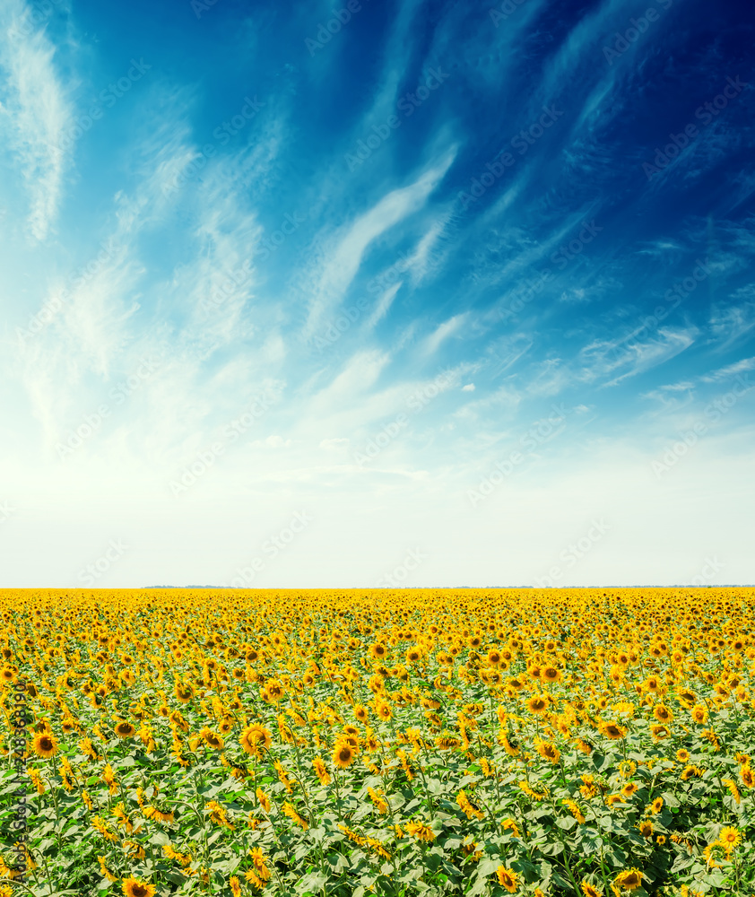 Fototapeta premium agriculture field with sunflowers and blue sky with clouds over it