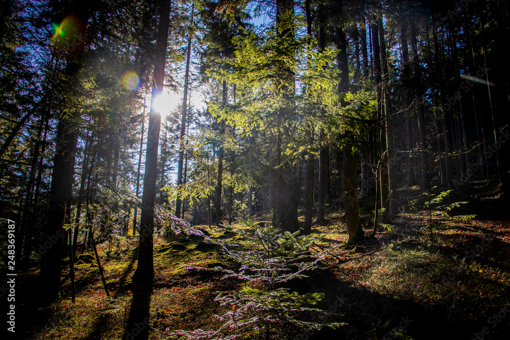 Obraz premium Bayerischer Wald