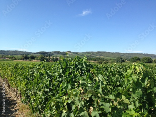 champs de vignes dans le sud de la france
