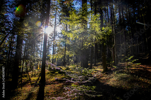 Fototapeta Naklejka Na Ścianę i Meble -  Bayerischer Wald