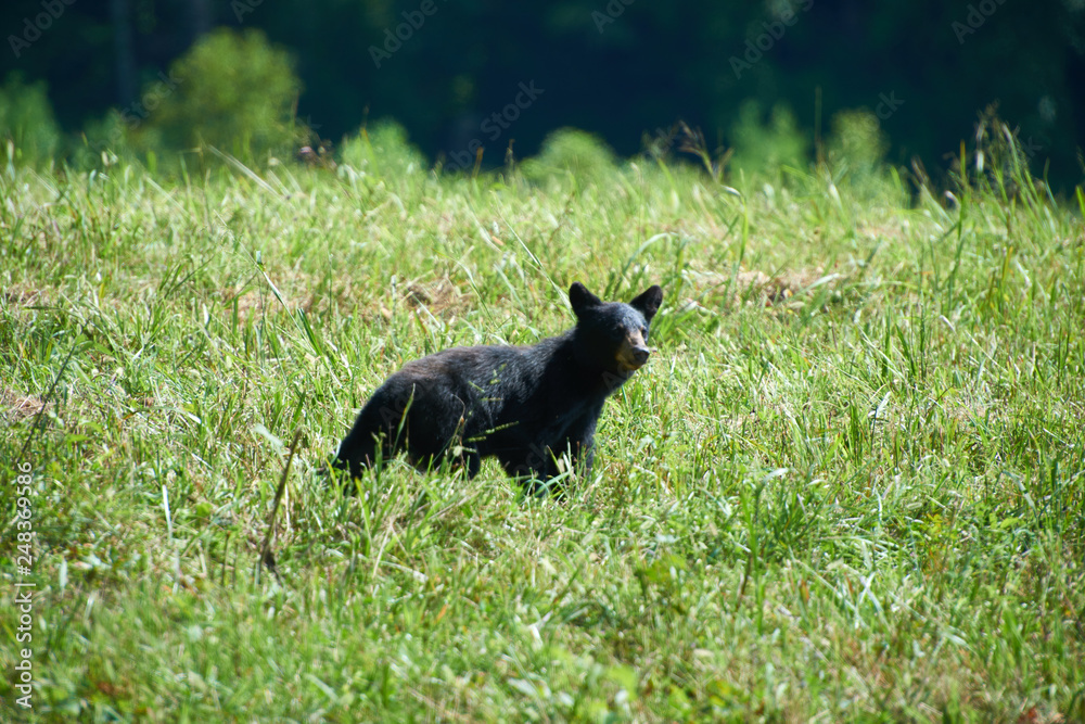 Black bear cub running through a field in the Smokey Mountains