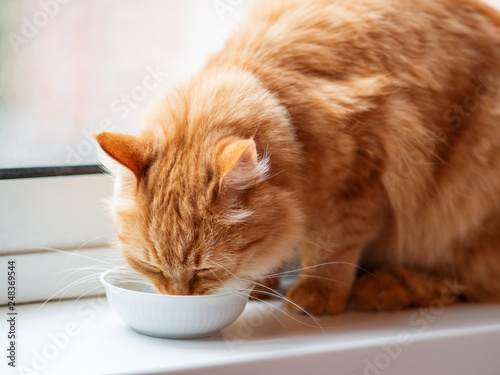 Cute ginger cat drinking milk from white bowl. Fluffy thirsty pet on window sill.