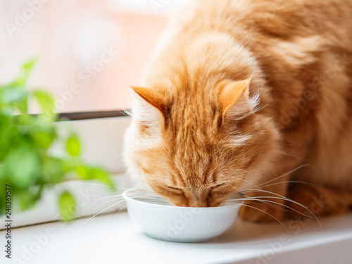 Close up photo of cute ginger cat drinking milk from white bowl. Fluffy thirsty pet on window sill. photo