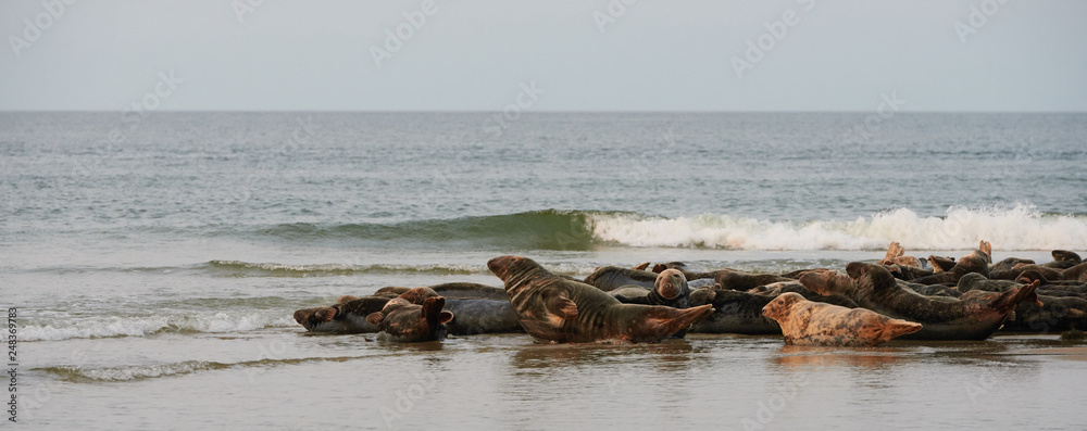 Herd of Sea lions of the on a Cap Cod beach Herd of Sea lions of the on a Cap Cod beach