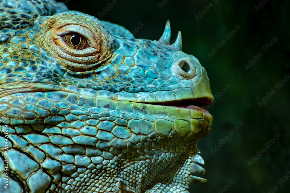 Iguana Male  close up on dark background.