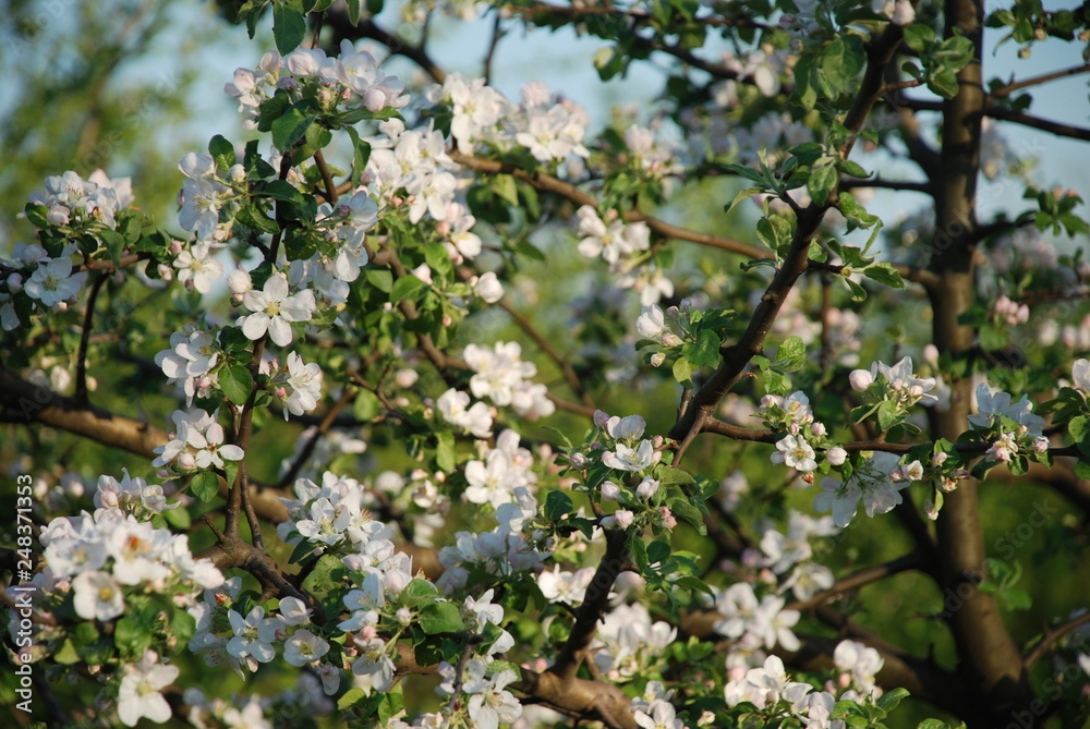 an apple tree blooms in the garden an apple tree blooms in the garden